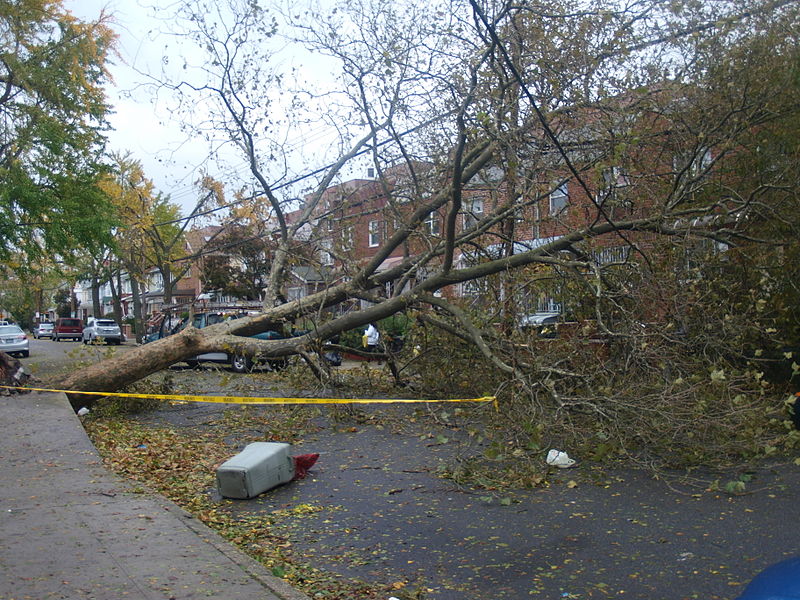 Downed Tree